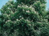 Catalpa Bignonioides